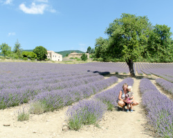 Lavendelfeld in Aurel