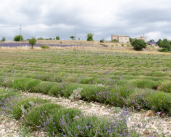 Abgeerntetes Lavendelfeld bei Ferrassières