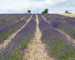 Lavendel bis zum Horizont