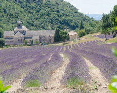 Frankreich-Provence-Lavendel-Abbaye-de-Senanque