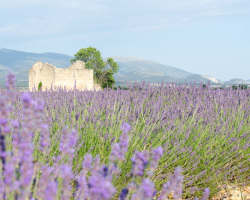 Lavendelfeld auf dem Plateau de Valensole