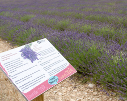 Beschilderter Lehrpfad