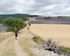 Lavendelweg in Ferrassières
