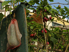 Baumtomaten