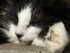 Katze