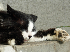 Faulenzende Katze