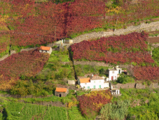 Wein