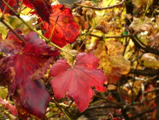 Rotes Weinlaub
