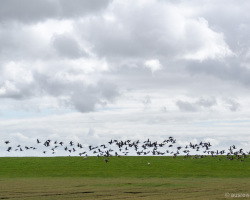 Gänse