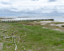 Lahnungen an der grünen Küste von Mandø