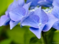 blaue Hortensie