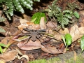 Skorpionspinne