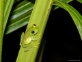 Frosch