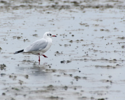 Möwe im Watt