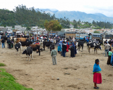 Kuhhandel in Otavalo