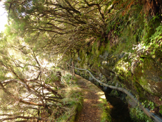 Levada