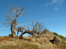 Verbrannte Baumerika