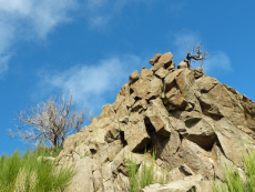 Baum wächst auf Felsen