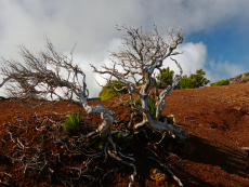 Skurriller Baum