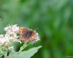 Schmetterling