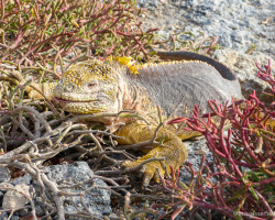 Geber Landleguan