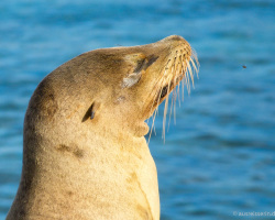 Der Seelöwe und die Fliege