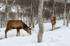 Hirsch und Hirschkuh