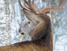 Hirsch