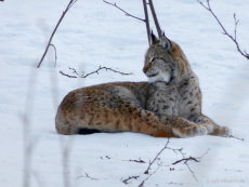 Luchs