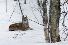 Luchs