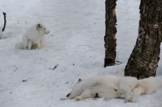 Polarfüchse