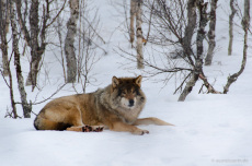 Wolf
