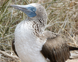 Blaufußtölpel