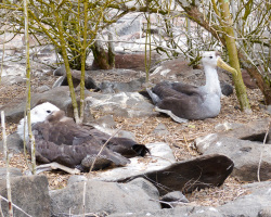 Junge Albatrosse