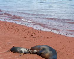 Seelöwen-Mama mit Baby