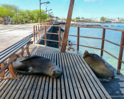 Seelöwen auf der Uferpromenade