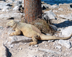 Santa Fé Landleguan