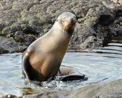 Seelöwe badet im Gezeitenpool