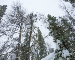 Schneefall