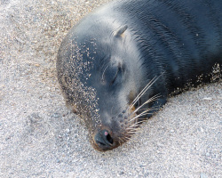 Seelöwe
