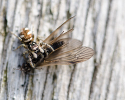 Spinne hat Fliege erbeutet