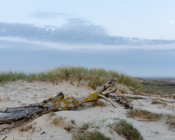 Ast inmitten von Dünen