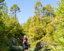 Wald