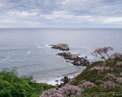 Mollarri
