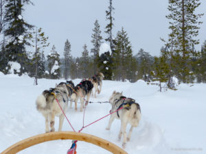 Husky-Team