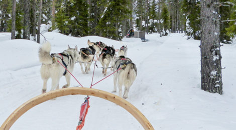Husky-Tour: Mit dem Hundeschlitten rasant unterwegs
