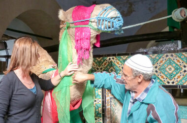 Heiliges Kamel in Kairouan