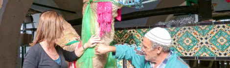 Heiliges Kamel in Kairouan