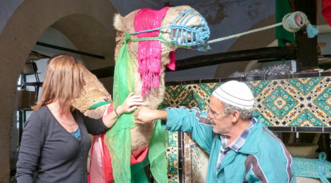 Heiliges Kamel in Kairouan