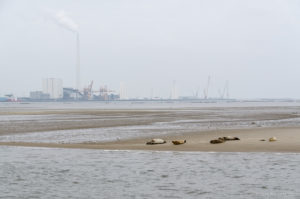 Seehunde auf einer Sandbank vor Nordby